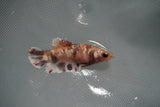 Koi Galaxy  Plakat Female Betta (ID#801-F124) Free2Day SHIPPING