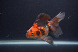 Ryukin Long Tail Tricolor 5 Inch (ID#1227Ry7b-3) Free2Day SHIPPING