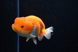 Juvenile Lionchu  Red White 4 Inch (ID#1220R11b-7) Free2Day SHIPPING