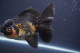 Thai Oranda  Tricolor 6.5 Inch (ID#902To6b-105)