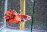 Giant Nemo Koi Galaxy  Plakat Male Betta (ID#801-M605) Free2Day SHIPPING