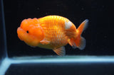 Juvenile Lionchu  Red White 4 Inch (ID#415R11b-18) Free2Day SHIPPING