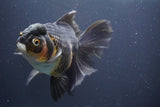 Thai Oranda  Tricolor 6.5 Inch (ID#902To6b-105)