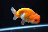 Juvenile Lionchu  Red White 4 Inch (ID#1220R11b-7) Free2Day SHIPPING