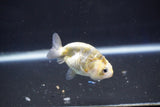 Baby Ranchu  Calico 2.5 Inch (ID#1018R9c-58) Free2Day SHIPPING