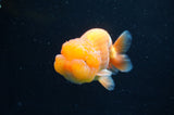 Juvenile Lionchu  Red White 4 Inch (ID#415R11b-18) Free2Day SHIPPING
