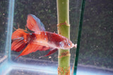 Giant Nemo Koi Galaxy  Plakat Male Betta (ID#801-M605) Free2Day SHIPPING