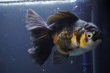 Thai Oranda  Tricolor 6.5 Inch (ID#902To6b-105)