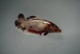 Armageddon Koi   Plakat Female Betta (ID#801-F125) Free2Day SHIPPING