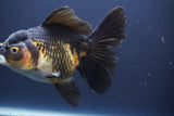 Thai Oranda  Tricolor 6.5 Inch (ID#902To6b-105)