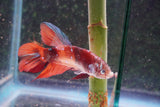 Giant Nemo Koi Galaxy  Plakat Male Betta (ID#801-M605) Free2Day SHIPPING