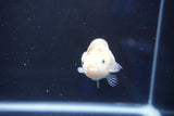 Baby Ranchu  Calico 2.5 Inch (ID#1018R9c-58) Free2Day SHIPPING