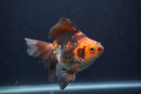 Ryukin Long Tail Tricolor 5 Inch (ID#1227Ry7b-3) Free2Day SHIPPING