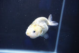 Baby Ranchu  Calico 2.5 Inch (ID#1018R9c-58) Free2Day SHIPPING