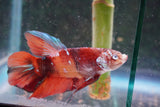 Giant Nemo Koi Galaxy  Plakat Male Betta (ID#801-M605) Free2Day SHIPPING