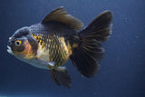 Thai Oranda  Tricolor 6.5 Inch (ID#902To6b-105)