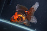 Ryukin Long Tail Tricolor 5 Inch (ID#1227Ry7b-3) Free2Day SHIPPING