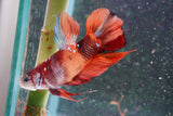 Giant Nemo Koi Galaxy  Plakat Male Betta (ID#801-M605) Free2Day SHIPPING