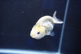 Baby Ranchu  Calico 2.5 Inch (ID#1018R9c-58) Free2Day SHIPPING