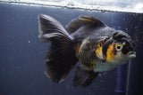 Thai Oranda  Tricolor 6.5 Inch (ID#902To6b-105)