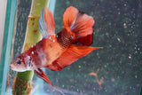 Giant Nemo Koi Galaxy  Plakat Male Betta (ID#801-M605) Free2Day SHIPPING