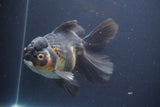 Thai Oranda  Tricolor 6.5 Inch (ID#902To6b-105)