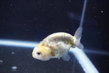 Baby Ranchu  Calico 2.5 Inch (ID#1018R9c-58) Free2Day SHIPPING