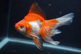 Ryukin Long Tail Red White 5.5 Inch (ID#1227Ry7b-4) Free2Day SHIPPING