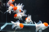 Thai Oranda Red Cap 4-5 Inch (Assorted) Free2Day SHIPPING