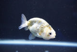 Baby Ranchu  Calico 2.5 Inch (ID#1018R9c-58) Free2Day SHIPPING