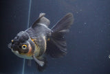 Thai Oranda  Tricolor 6.5 Inch (ID#902To6b-105)