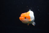 Juvenile Lionchu  Red White 3.5 Inch (ID#1220R11b-8) Free2Day SHIPPING