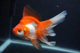 Ryukin Long Tail Red White 5.5 Inch (ID#1227Ry7b-4) Free2Day SHIPPING