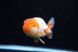 Juvenile Lionchu  Red White 3.5 Inch (ID#1220R11b-8) Free2Day SHIPPING