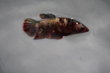 Metallic Koi Galaxy  Plakat Female Betta (ID#801-F126) Free2Day SHIPPING