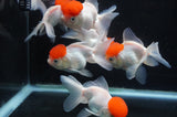 Thai Oranda Red Cap 4-5 Inch (Assorted) Free2Day SHIPPING