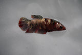 Metallic Koi Galaxy  Plakat Female Betta (ID#801-F126) Free2Day SHIPPING