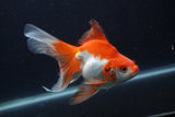 Ryukin Long Tail Red White 5.5 Inch (ID#1227Ry7b-4) Free2Day SHIPPING