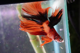 Nemo Koi Galaxy Halfmoon Male Betta (ID#801-M606) Free2Day SHIPPING