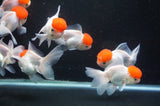 Thai Oranda Red Cap 4-5 Inch (Assorted) Free2Day SHIPPING