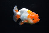 Juvenile Lionchu  Red White 3.5 Inch (ID#1220R11b-8) Free2Day SHIPPING