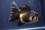 Thai Oranda  Tricolor 6.5 Inch (ID#902To6b-105)