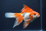 Ryukin Long Tail Red White 5.5 Inch (ID#1227Ry7b-4) Free2Day SHIPPING