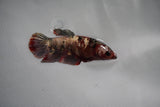 Metallic Koi Galaxy  Plakat Female Betta (ID#801-F126) Free2Day SHIPPING