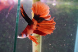 Nemo Koi Galaxy Halfmoon Male Betta (ID#801-M606) Free2Day SHIPPING