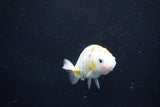 Baby Ranchu  Calico 2.5 Inch (ID#1018R9c-59) Free2Day SHIPPING