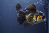 Thai Oranda  Tricolor 6.5 Inch (ID#902To6b-105)