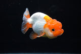 Juvenile Lionchu  Red White 3.5 Inch (ID#1220R11b-8) Free2Day SHIPPING