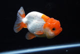 Juvenile Lionchu  Red White 3.5 Inch (ID#1220R11b-8) Free2Day SHIPPING