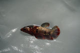 Metallic Koi Galaxy  Plakat Female Betta (ID#801-F126) Free2Day SHIPPING